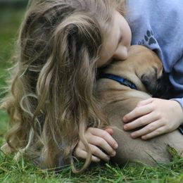 Boerboel Puppies from Northland Boerboels