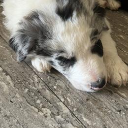 Border Collie Puppies from Roaring River Border Collies