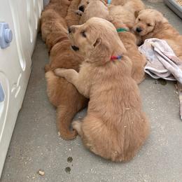 Girl 1 - Golden female Golden Retriever puppy in Yucaipa, California from Blessed Goldens