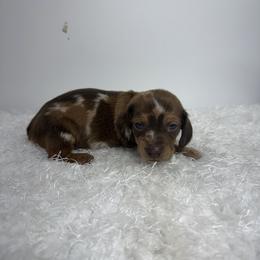 Peanut - Chocolate male Dachshund puppy in Hillsville, Virginia from Bonderosa Kennels