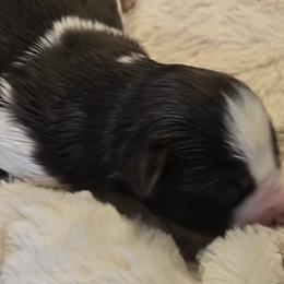 Karl - Liver male Miniature Schnauzer puppy in Hertford, North Carolina from Little Bug Schnauzers