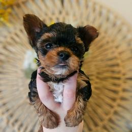 Huxley - Black and tan male Yorkshire Terrier puppy in Moses Lake, Washington from Harmony Hills Yorkies