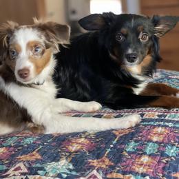 Miniature Australian Shepherd Puppies from Whits End Aussies