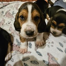Basset Hound Puppies from Marvel-ous baby basset hounds