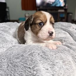 Molly - Chocolate female Cavapoo puppy in Nevada, Missouri from Backroad Fur Babies