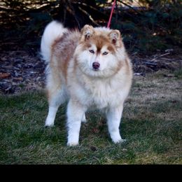 Kelsey - Pomsky