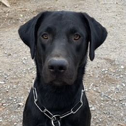 Gibson - Labrador Retriever