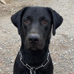 Gibson - Labrador Retriever