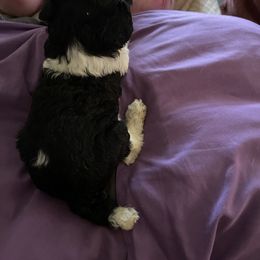 Girl 2 - Poodle puppy in Choctaw, Oklahoma from Crystal's Poodle Friends