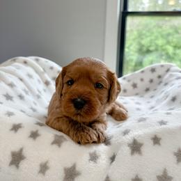 Yellow girl - Apricot female Australian Labradoodle puppy in Chelsea, Michigan from Michigan Labradoodles