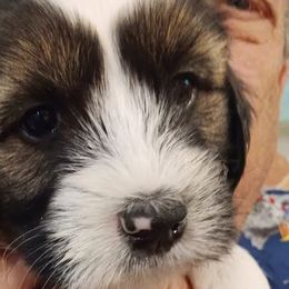 Girl 1 - Tibetan Terrier puppy in Florida from Floresta Tibetan Terriers