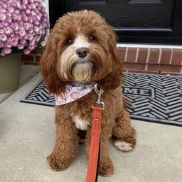 Georgia - Australian Labradoodle