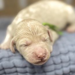 Aussiedoodles and Goldendoodles from Nosie Posie