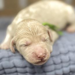 Aussiedoodles and Goldendoodles from Nosie Posie