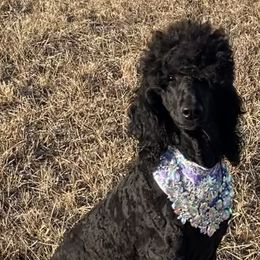 Gigi - Poodle
