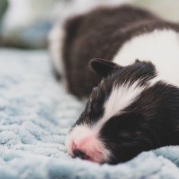 Boy 3 - Border Collie puppy in Templeton, California from Skyward Farms