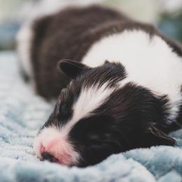 Boy 3 - Border Collie puppy in Templeton, California from Skyward Farms
