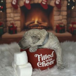 Frosty - Cream male Goldendoodle puppy in Fairmount, Georgia from Muscadine Meadows Farm