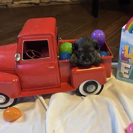 Girl 2 - Miniature Schnauzer puppy in Crossville, Tennessee from Farmers Creek Kennel