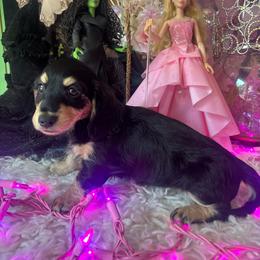 Black and cream girl - Black and cream female Dachshund puppy in Missoula, Montana from Rocky Mountain Dachshunds