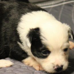 Boy 1 - Black tri male Toy Australian Shepherd puppy in Humansville, Missouri from Tater Tot aussies