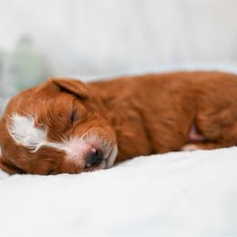 Bambi - Red male Cavapoo puppy in Shelley, Idaho from Grace's Puppies