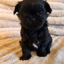 Girl 3 - Black female Shih Tzu puppy in Peoria, Arizona from Jodi’s Shihtzus