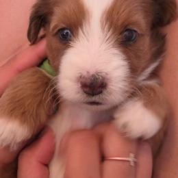 Margarita - Red merle female Aussiedoodle puppy in Lithia, Florida from Waterford Doodle Farm