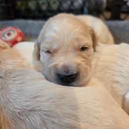 BRONSON - Gray - Golden male Golden Retriever puppy in Lucasville, Ohio from Halo Kennels