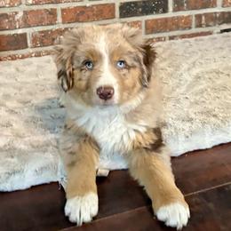 Maya - Red merle female Miniature Australian Shepherd puppy in Stockton, Missouri from Kizmit Farmz