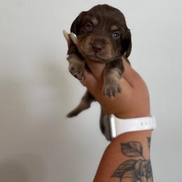 Bear - Chocolate and cream male Dachshund puppy in Mc Alester, Ok, Oklahoma from New Hope Miniature Dachshunds