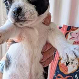 Glinda - Black and white female Chihuahua puppy in Leominster, Massachusetts from House of Lil  Paw