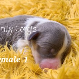 Girl 5 - American Corgi puppy in Cameron, North Carolina from Butts Family Corgis