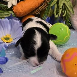 Tri spotted boy - Black and white male Havanese puppy in Vinita, Oklahoma from Locust Creek Shih Tzu & Havanese