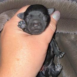Squirt - Black male Shorkie puppy in Midland, Texas from Southern Yorkie Pies