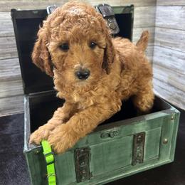 Shelbie-Green - Red  female Poodle puppy in Stockton, Utah from Mustanghills Doodles and Poodles
