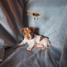Wilbur - Chocolate and white male Teddy Roosevelt Terrier puppy in Carpenter, Wyoming from Wabbitfire Teddy Roosevelt Terriers