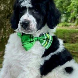 Poodle Puppies from Reeves Family Standard Poodles