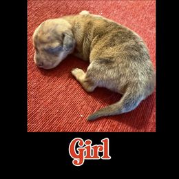 Sable girl - Sable female Dachshund puppy in Michigan from Amberly's Dachshunds