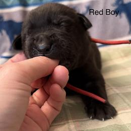 Red Boy - Black male Labrador Retriever puppy in Lincoln, Nebraska from Labrador Retriever Breedings