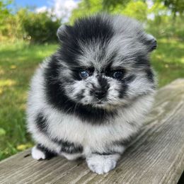 Sparkels - Blue merle female Pomeranian puppy in Medina, Ohio from Forever Pomeranians