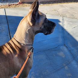 Great Danes from Vom Casey Von Evans Great Danes