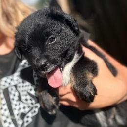 Tux - Black tri male Miniature Australian Shepherd puppy in Bartow, Florida from Peace Creek Aussies