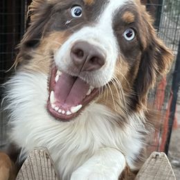 Australian Shepherds from Circle L Aussies