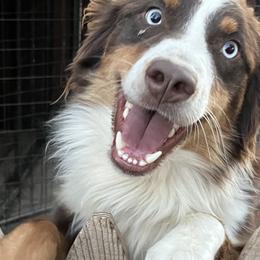 Australian Shepherds from Circle L Aussies