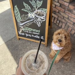Aussiedoodle and Goldendoodle Puppies from Garside Doodles