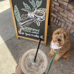 Aussiedoodle and Goldendoodle Puppies from Garside Doodles