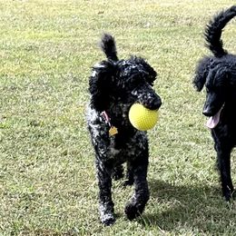 Goldendoodles from White Oak Kennel