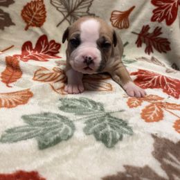 Belly - Fawn female American Staffordshire Terrier puppy in Byron, Georgia from Lelani