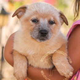 Sorna (AKC) - Red speckled female Australian Cattle Dog puppy in Marana, Arizona from Impact 3rd Australian Cattle Dogs
